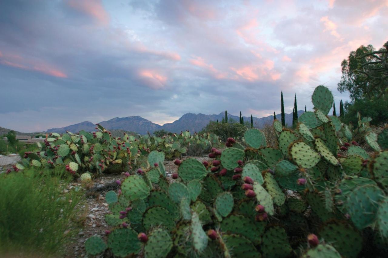 Canyon Ranch Tucson Mount Lemmont Exterior foto